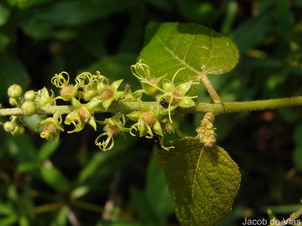 Croton caudatus Geiseler